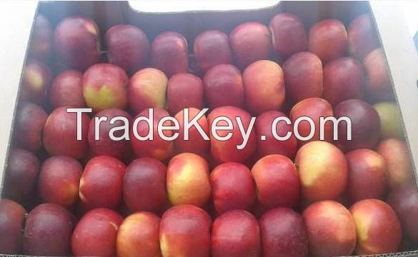 Fresh Apples from Ukraine Fuji, Gala, Champion, Ligol, Golden, Florin