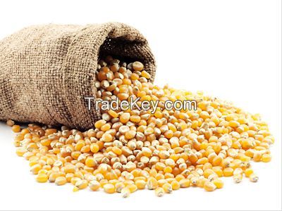 Yellow Corn for Animal