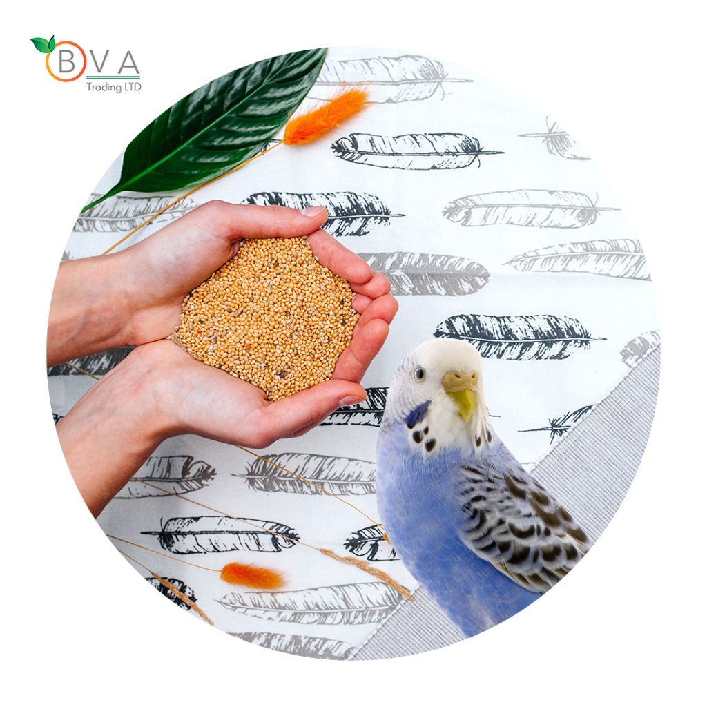 Ukrainian Best Selling Pigeon Feed, Decorative Bird Feed, Raw Materials