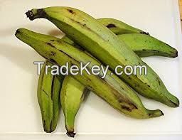 Fresh Green African plantain /Plantain for plantain chip