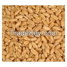 High quality Semolina wheat,Durum wheat,pasta wheat or macaroni wheat