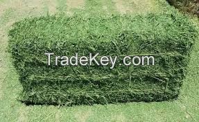 Best Quality Grade Alfalfa Hay,Alfalfa Hay Cubes,Alfalfa Hay Pellets