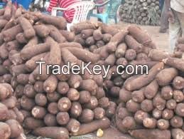 Biz Size African Yams, Organic African Yams,Fresh Ghana Yams