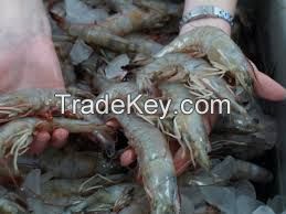 Frozen Fresh White prawns,Clean quality fresh Prawns