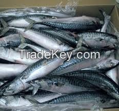 Frozen Fish,Frozen Horse Mackerel,Frozen Ribbon Fish