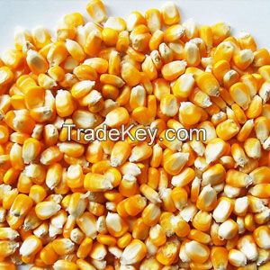 Maize yellow corn