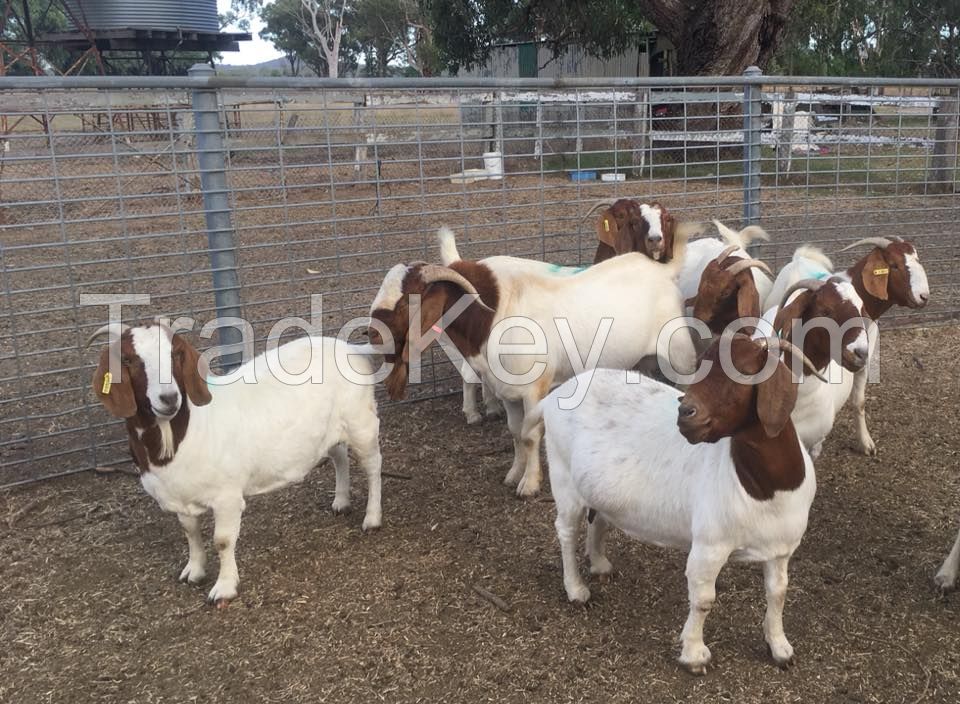 Healthy South Africa pure Breed Boer Goat,Boer Goat