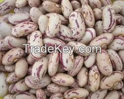 Organic Light speckle Kidney Beans,100% organic light speckle Kidney beans