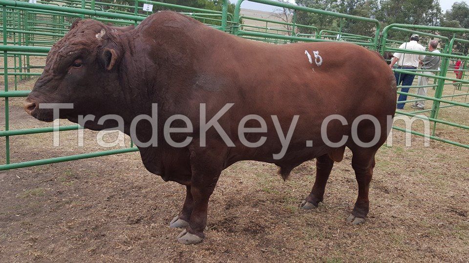 Healthy Brahman Cattle, White and Brown Brahman Cattle,Bonsmara Bulls and heifer