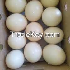 Live Ostrich Chicks,Ostrich Eggs,Ostrich Egg Shell,ostrich feather