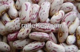 Organic Light speckle Kidney Beans,100% organic light speckle Kidney beans