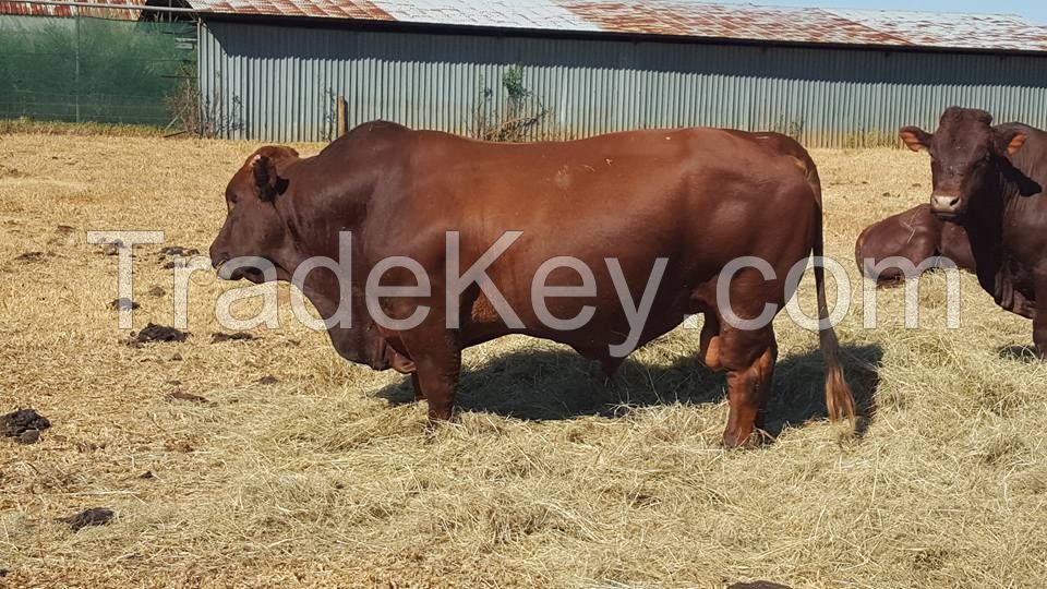 Healthy Brahman Cattle, White and Brown Brahman Cattle,Bonsmara Bulls and heifer