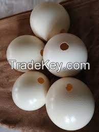 Live Ostrich Chicks,Ostrich Eggs,Ostrich Egg Shell,ostrich feather