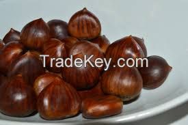 Chestnut, Organic Chestnut,Grade AAA Quality Chestnut