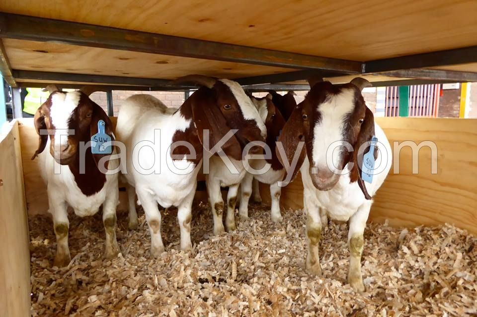 Healthy South Africa pure Breed Boer Goat,Boer Goat