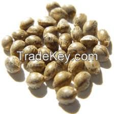 Organic Hemp Seed ,Pure organic Hemp Seed