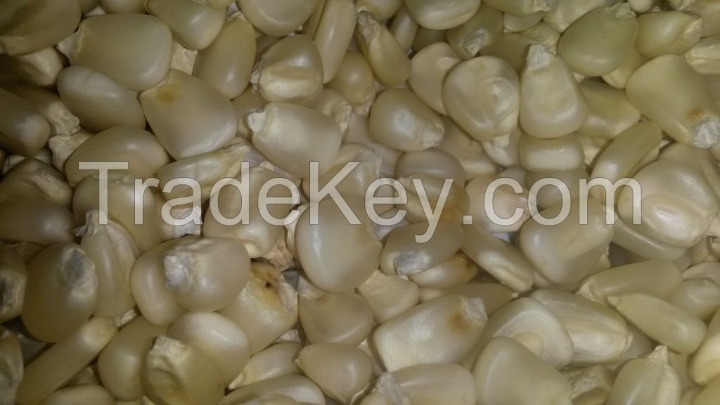 Yellow Corn/Maize For Animal Feed