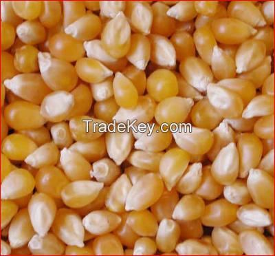 Yellow Corn/Maize For Animal Feed