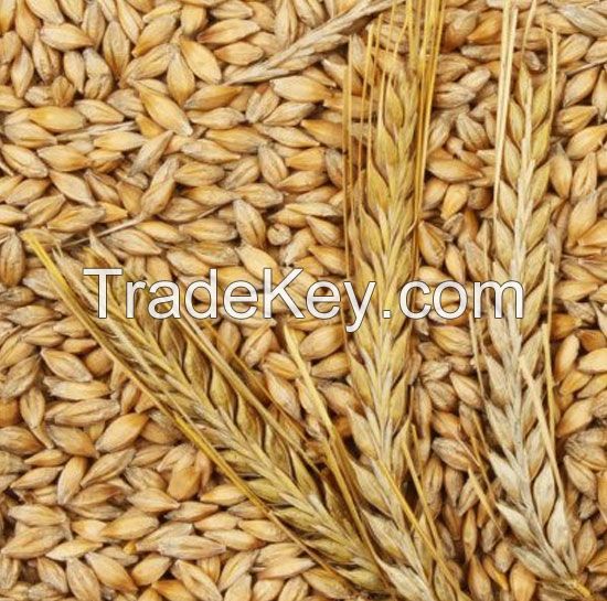 Barley for sale