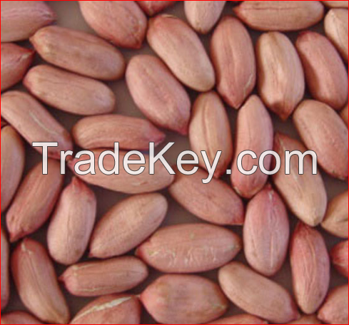 High Quality Bold/Java Peanuts in Shell for Sale