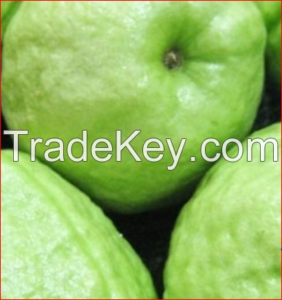 Premium quality Fresh Guava for sale