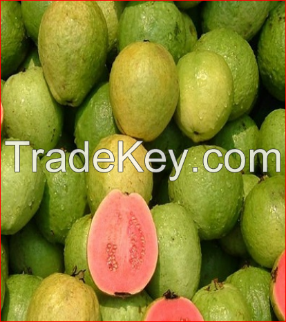 Premium quality Fresh Guava for sale 