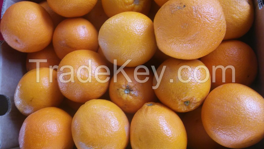 Sweet Fresh mandarin orange/Fresh Orange,Naval Orange,Valencia Oranges