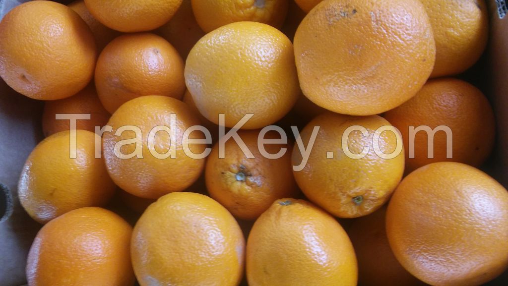 Sweet Fresh mandarin orange/Fresh Orange,Naval Orange,Valencia Oranges