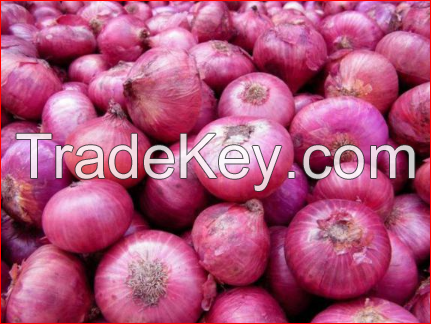 Hot Sell Fresh Yellow & Red Onion