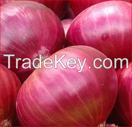 Hot Sell Fresh Yellow & Red Onion 