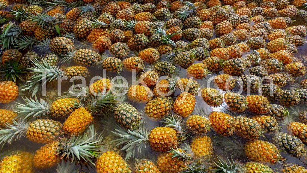 Fresh Pineapples