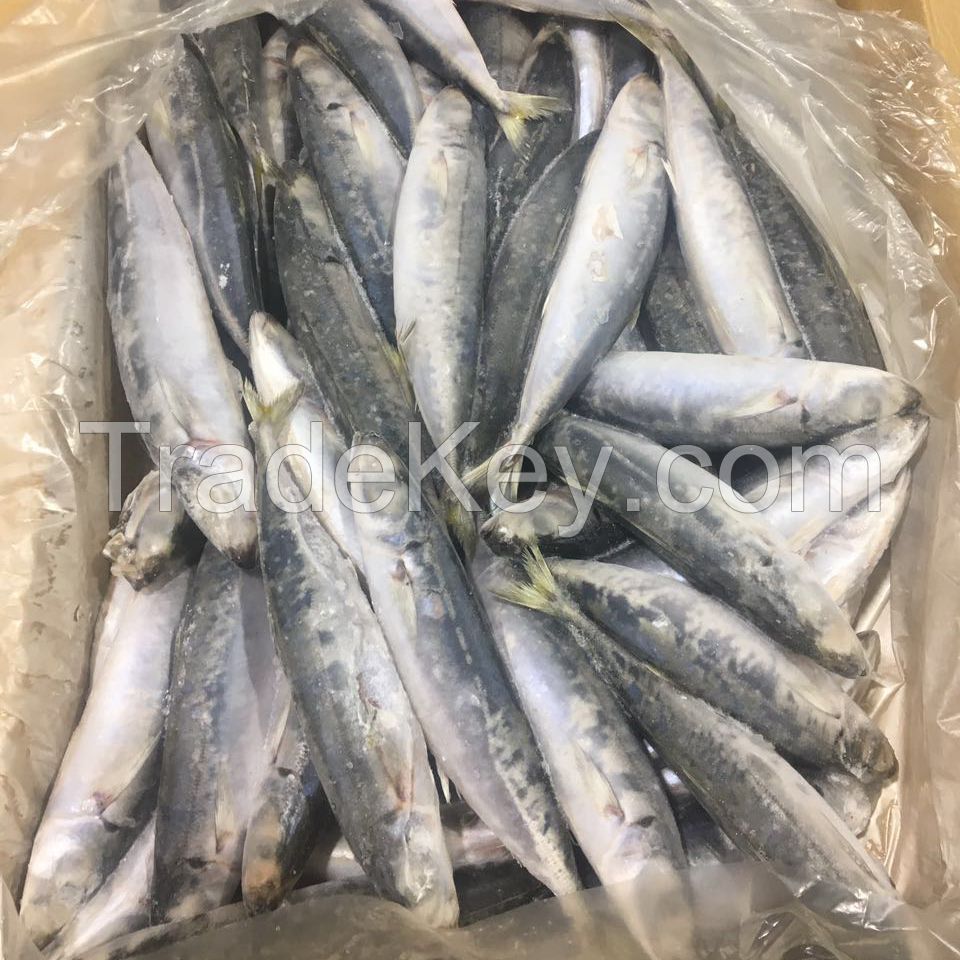 frozen horse mackerel 