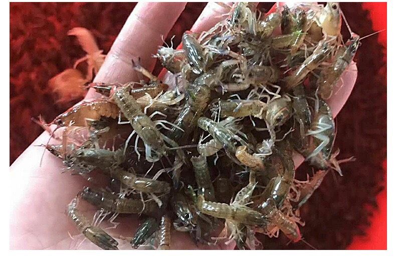 Australian freshwater lobster seedlings