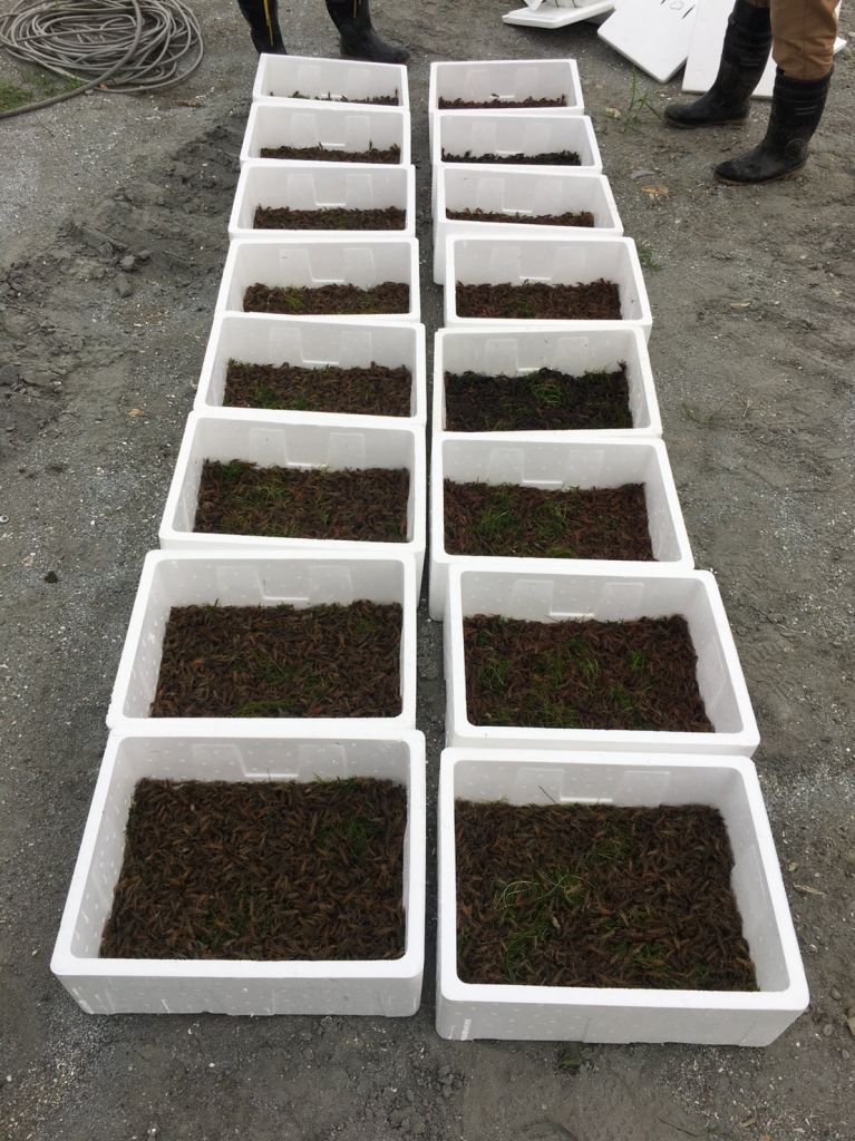 Australian freshwater lobster seedlings