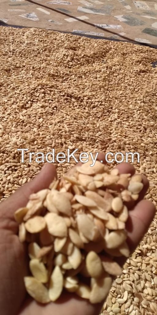 grain or seeds ARGAN morocan