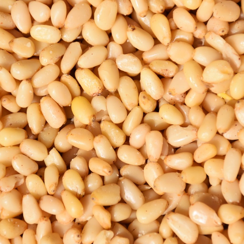 High Quality Pine Nut Kernel