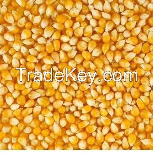 Maize