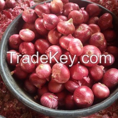 Fresh Onion Exporter from india