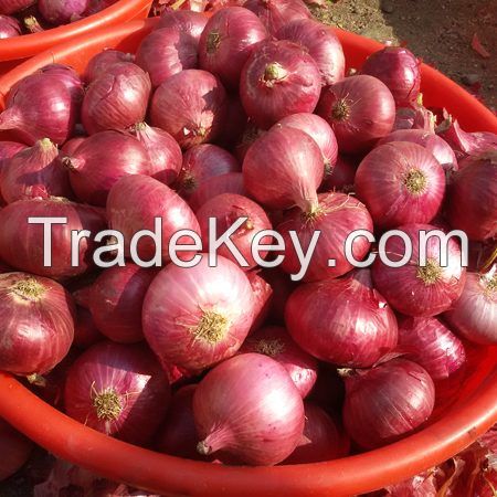 Fresh Onion Exporter from india