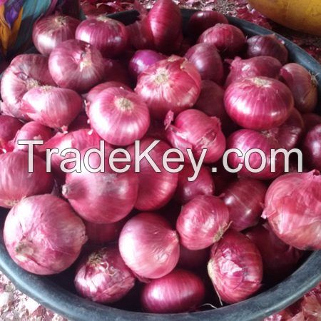 Fresh Onion Exporter from india