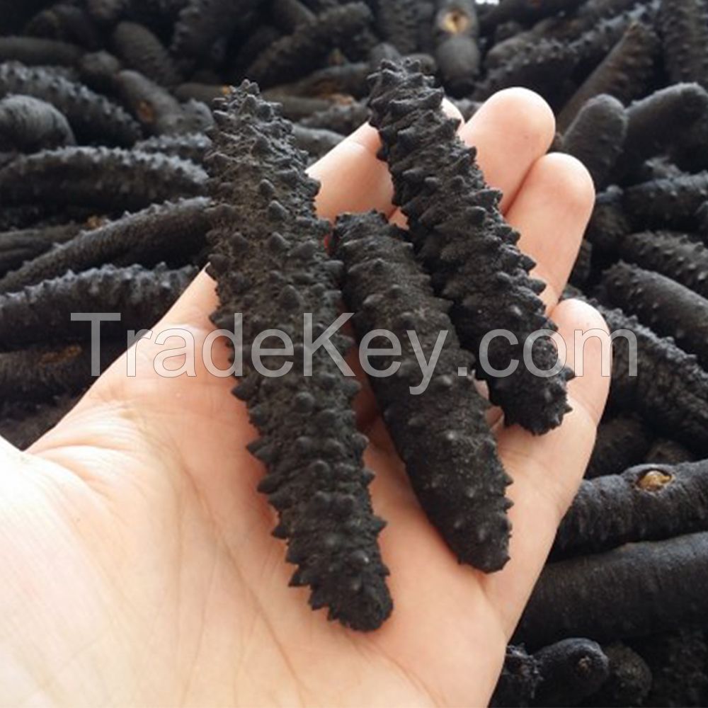 Turkish Sea Cucumber Dried Holothuria Tubulosa