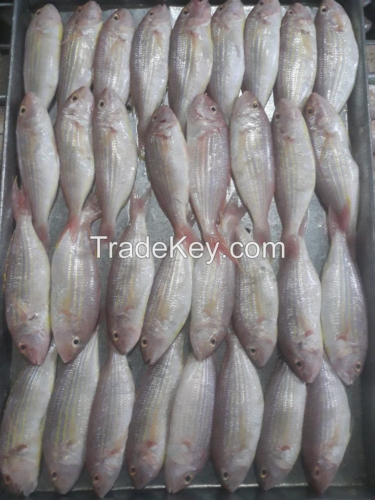 INDIAN SNAPPER