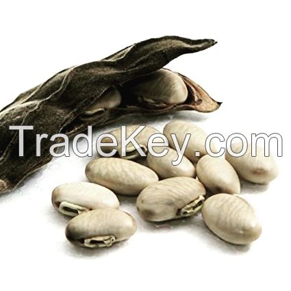 Mucuna Seeds or Velvet Beans 