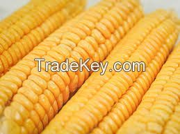 Corn 