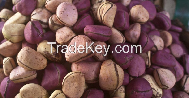 kola nut