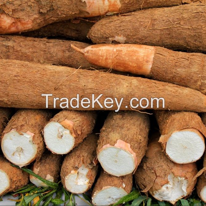 Cassava Starch