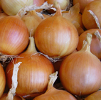 Onion (Amasya-Suluova)