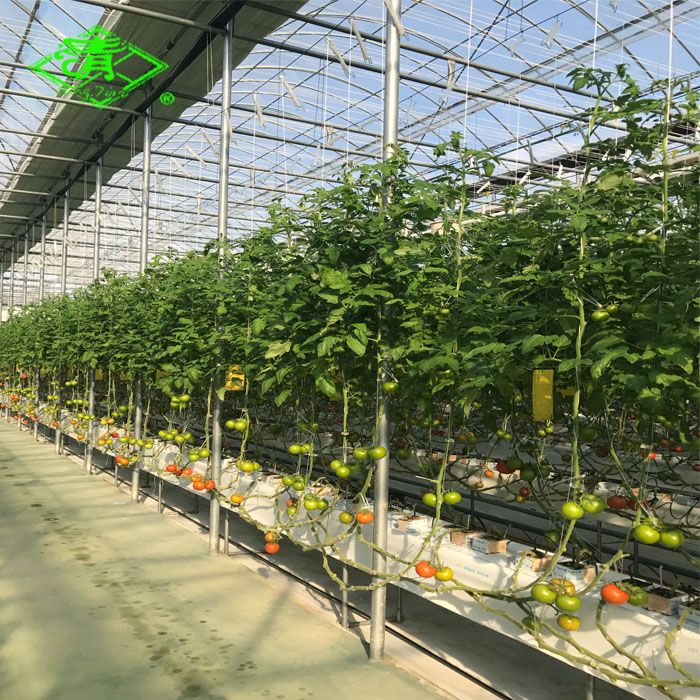 Uv Resistant Plastic Greenhouse Film For Agriculture