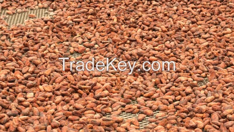 Good Quality Dried Grade A Cocoa Beans cocoa powder cocoa butter/ Cacao/ Chocolate Bean