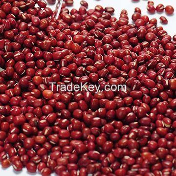 Buy Wholesale High Quality Red Small Beans Red Kidney Beans